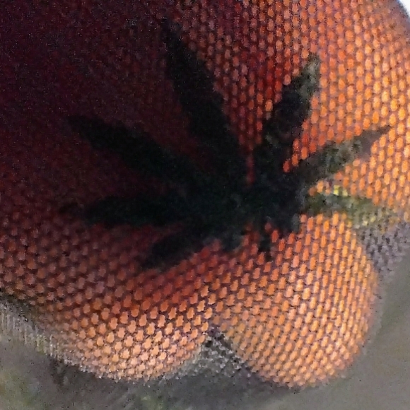 4/20 Plus Sized Mesh Bodysuit - Picture 9 of 10